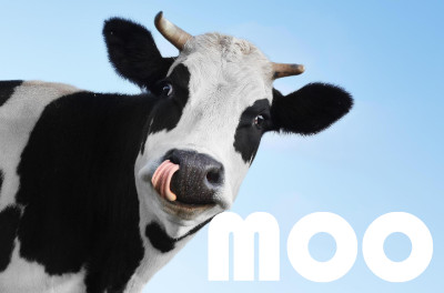 Warum Moo